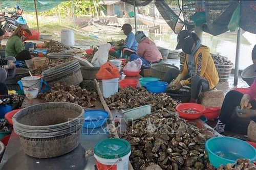 Các hộ nuôi hàu ở Quảng Ninh gặp khó vì thiếu quy hoạch