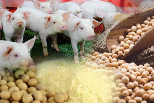 Trung Quốc ồ ạt nhập đậu tương, giá nguyên liệu thức ăn chăn nuôi sẽ tăng mạnh?