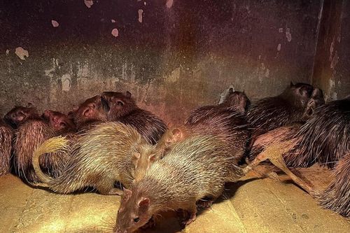Anh nông dân nuôi con vật lạ, nhẹ nhàng đút túi 10 triệu/cặp
