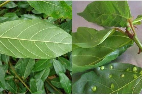 Loại lá sần sùi phổ biến ở Việt Nam trị được nhiều bệnh, nhiều người biết nhưng vô tình bỏ qua