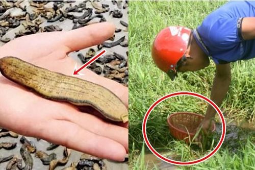 Loại động vật ở Trung Quốc xem là 'vàng mềm' giá 3 triệu/kg: Hiếm ai dám nuôi lại có nhiều ở đồng ruộng Việt Nam