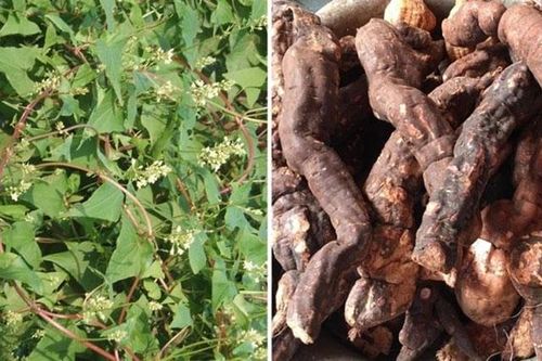 Việt Nam có loại dược liệu quý giá phòng chống ung thư cực mạnh, tăng cường sinh lý cho phái mạnh
