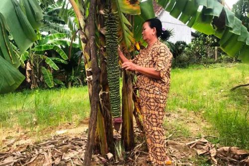 Cây chuối trổ hơn 100 nải ở Quảng Ngãi, người dân hiếu kỳ kéo đến chiêm ngưỡng