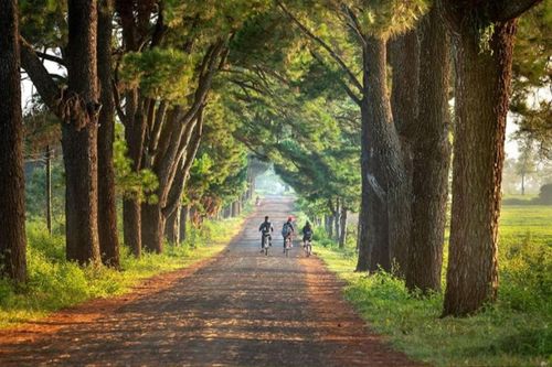 Hàng thông trăm tuổi đẹp như phim ngôn tình ở cao nguyên Gia Lai