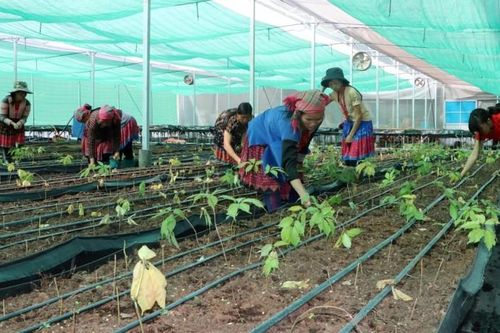 Những trái ngọt từ 'vườn cây giảm nghèo'