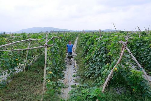 Điểm sáng trong sản xuất vụ đông