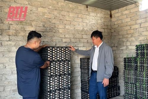 Như Thanh thu hút doanh nghiệp thực hiện liên kết sản xuất, bao tiêu sản phẩm