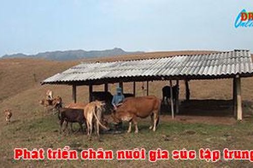 Phát triển chăn nuôi gia súc tập trung
