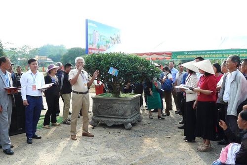 Phú Lương: 42 làng nghề chè tham gia Hội thi 'Cây chè đẹp'