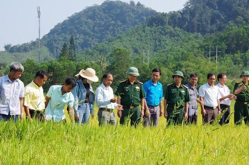 Tập huấn kỹ thuật trồng lúa nước cho người dân vùng cao
