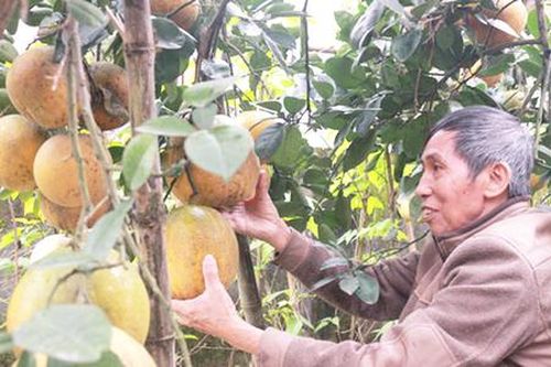 Cây trồng thế mạnh làm giàu cho người dân Đô Lương