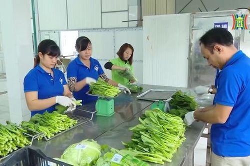 Phát triển kinh tế tập thể, hợp tác xã | Nông nghiệp nông thôn | 23/11/2023