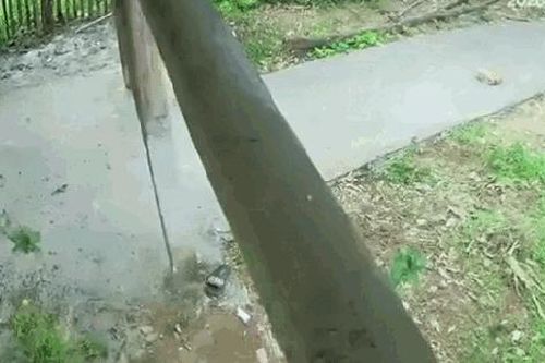 Thót tim cảnh trâu 'điên' lao vào nhà dân, húc gãy chân người đàn ông