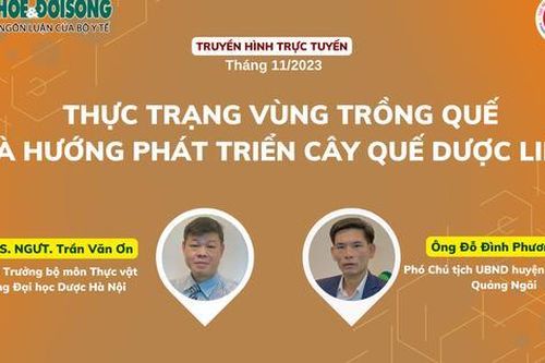 Truyền hình trực tuyến: Thực trạng vùng trồng quế và hướng phát triển cây quế dược liệu