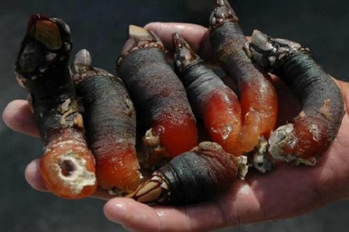 Mệnh danh là 'ngón tay quỷ', sinh vật cực kỳ quý hiếm này được thực khách săn lùng