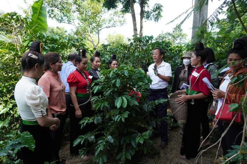 Bảo đảm cho lao động nữ để phát triển ngành cà phê bền vững