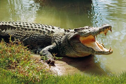 Top động vật có thể 'hạ gục' hổ: 1 loài thuần dưỡng ở Việt Nam!