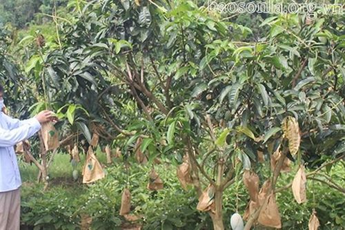 Trung tâm Khuyến nông tỉnh Sơn La chung tay xây dựng nông thôn mới