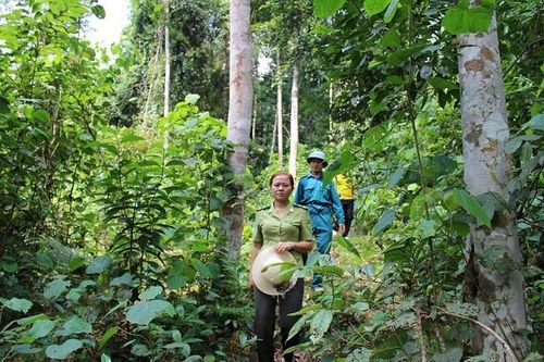 Chi cục Kiểm lâm Sơn La: Đẩy mạnh công tác bảo vệ rừng và phòng cháy chữa cháy