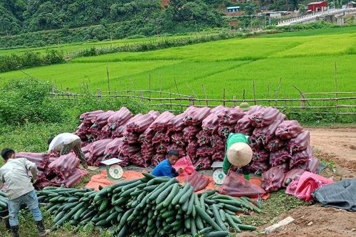Điện Biên: Dự án 3 đã 'bén rễ' ở huyện Mường Chà