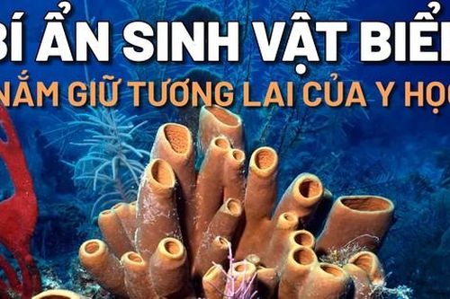 Bí ẩn những sinh vật biển lâu đời nhất hành tinh nắm giữ tương lai của y học