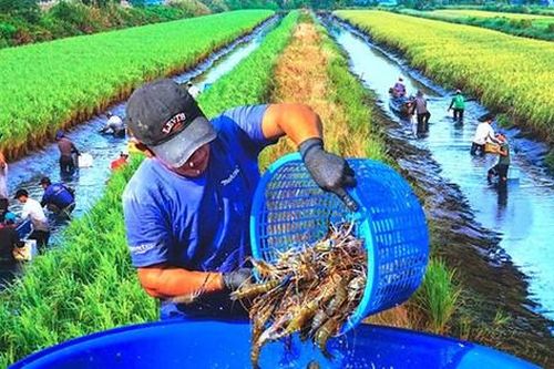Bộ trưởng Nông nghiệp nói về nguồn thu nhập 'con tôm ôm cây lúa'