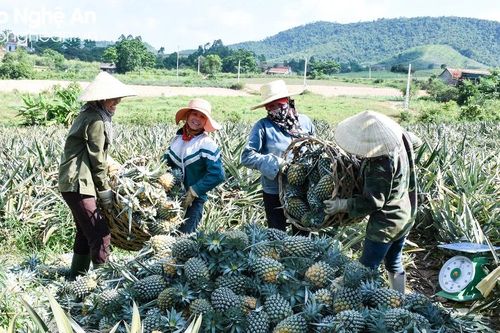Trung Quốc tăng mua, nhiều nông sản Nghệ An tăng giá
