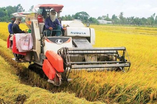 Nghệ An phấn đấu sản lượng lương thực năm 2024 đạt 1,2 triệu tấn
