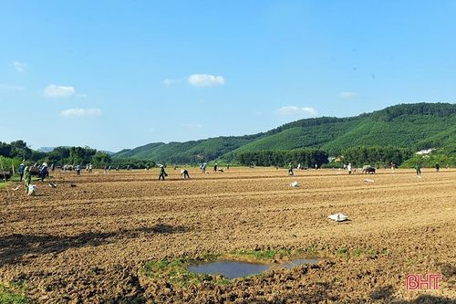 Nông dân Hương Khê tất bật xuống giống vụ đông