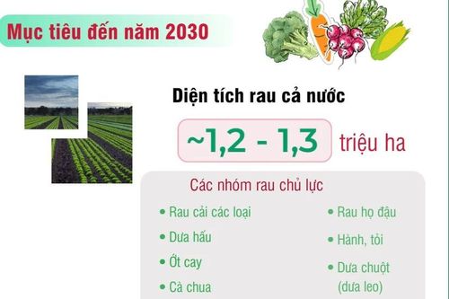 Việt Nam đặt mục tiêu nâng kim ngạch xuất khẩu rau lên 1-1,5 tỷ USD vào 2030