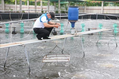 Bến Tre đề nghị được hỗ trợ 30 tấn hóa chất chống dịch trên tôm
