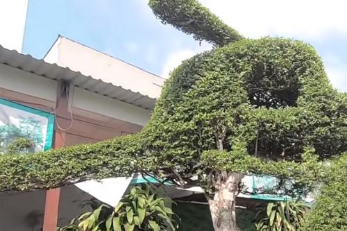 Mãn nhãn cây cảnh mai chiếu thủy như 'máy bay', độc đáo nhất Việt Nam