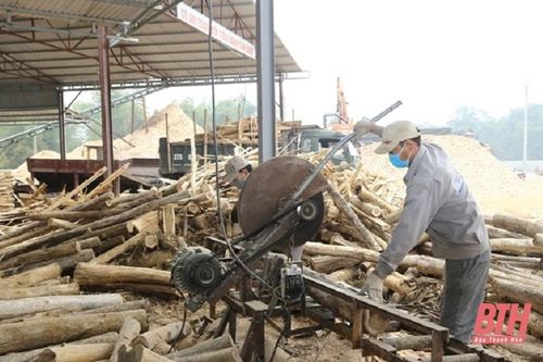 Huyện Như Thanh tăng cường kiểm tra, xử lý hoạt động thu mua, chế biến gỗ keo