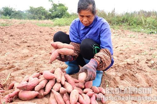 Lộc Bình: Nhân rộng mô hình trồng khoai lang VietGAP