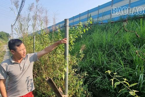 Nở rộ nạn phá rào, mở lối vào cao tốc Nội Bài - Lào Cai