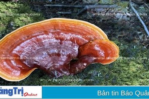Tác dụng của nấm lim xanh chữa ung thư giá mua ở TP. Hồ Chí Minh, Hà Nội, toàn quốc