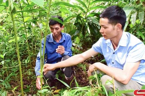 Sốp Cộp phát triển kinh tế lâm nghiệp bền vững