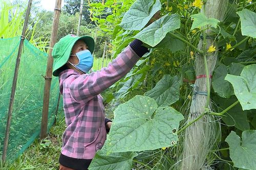 Hiệu quả chuỗi liên kết sản xuất và tiêu thụ dưa chuột tại Lâm Bình