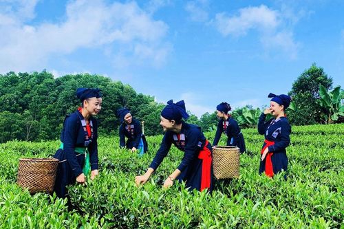 Để chè Phú Lương vươn xa