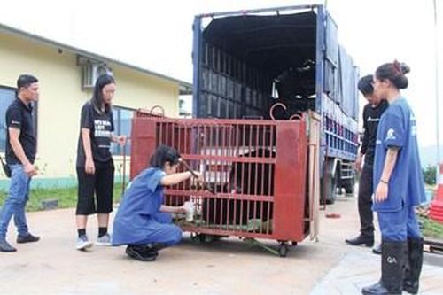 Sẽ không có cá thể gấu nào bị bỏ lại phía sau