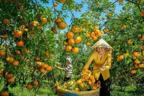 Cơ hội tăng trưởng cho ngành rau, hoa, quả Việt Nam