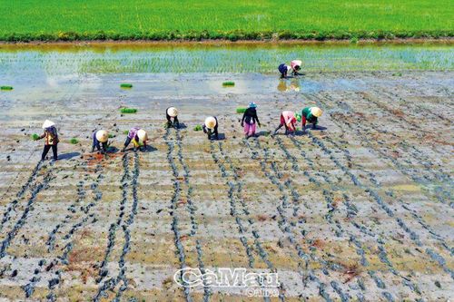 Rộn vui ngày mùa