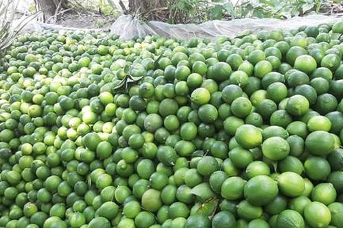 Long An: Hàng loạt nhà vườn kêu cứu vì bị thương lái quỵt tiền bán chanh
