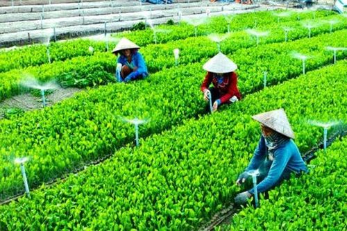 Bộ NN&PTNT: Càng nhiều nông dân tham gia hợp tác xã, càng nhiều hộ hưởng lợi