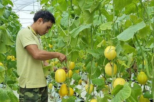 Xuân Sơn nỗ lực hoàn thành tiêu chí nông thôn mới nâng cao
