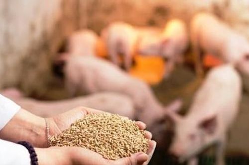 Nhập khẩu hơn 4,27 tỷ USD hàng thức ăn gia súc và nguyên liệu