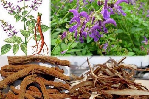 Lưu ý khi dùng đan sâm giúp hoạt huyết, giảm đau