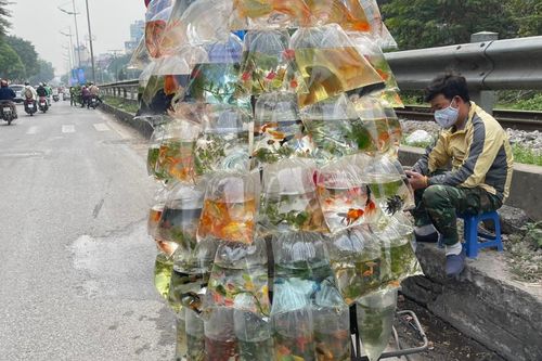 Cửa hàng buôn cá cảnh vắng khách, ế ẩm