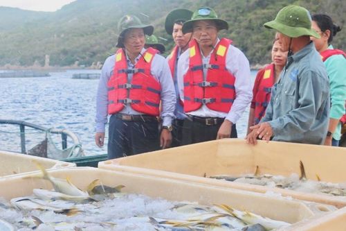 Tìm giải pháp phát triển bền vững nuôi biển Việt Nam