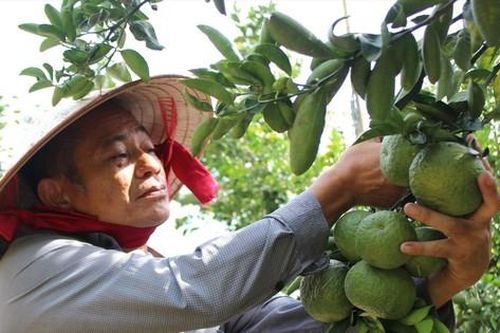 Nông dân 'khóc ròng' vì nông sản ùn ứ